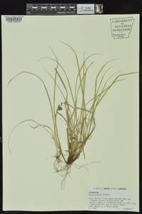 Carex jamesii image