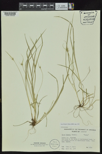 Carex jamesii image