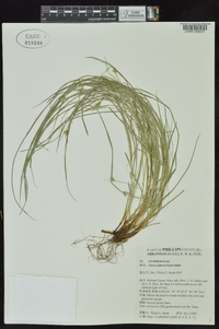 Carex jamesii image