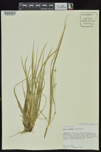 Carex jamesii image