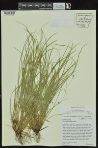 Carex jamesii image