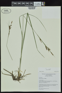 Carex joorii image