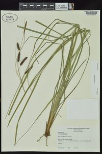 Carex joorii image