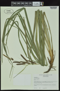 Carex joorii image