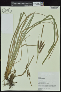 Carex joorii image