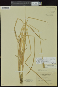 Carex laevivaginata image