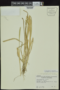 Carex laevivaginata image