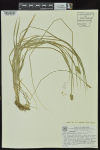 Carex laevivaginata image