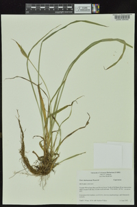 Carex latebracteata image