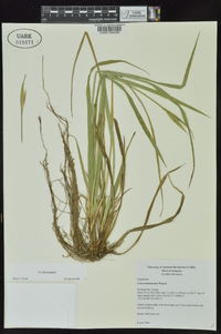 Carex latebracteata image