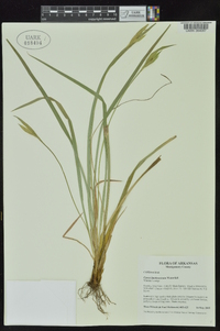 Carex latebracteata image