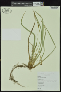 Carex latebracteata image