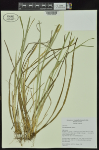 Carex latebracteata image