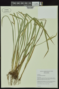 Carex latebracteata image