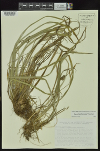 Carex latebracteata image