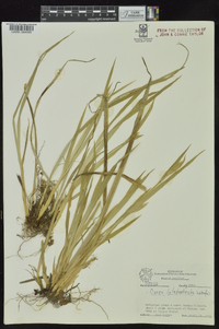 Carex latebracteata image