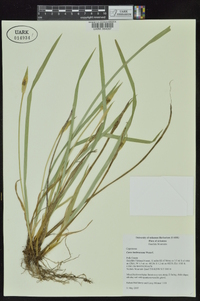 Carex latebracteata image