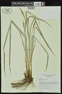 Carex latebracteata image