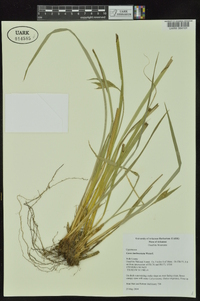 Carex latebracteata image