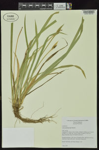 Carex latebracteata image