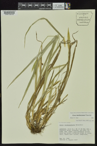 Carex latebracteata image