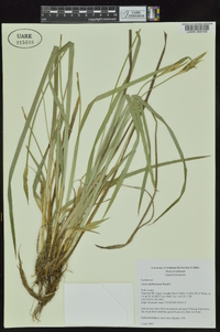 Carex latebracteata image