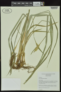 Carex latebracteata image