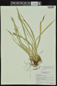 Carex latebracteata image