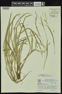 Carex laxiculmis var. copulata image