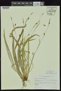 Carex laxiculmis image