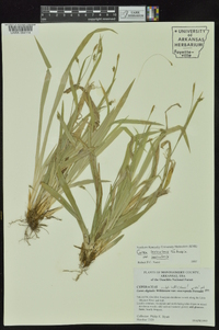 Carex laxiculmis image