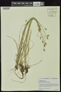 Carex leavenworthii image