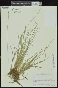 Carex leavenworthii image