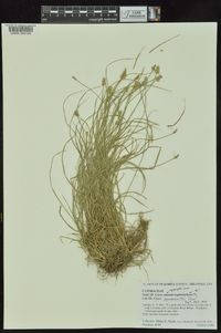 Carex leavenworthii image