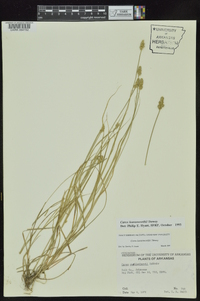 Carex leavenworthii image