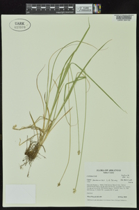 Carex leavenworthii image