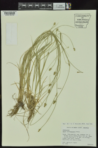 Carex leavenworthii image