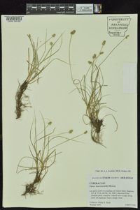 Carex leavenworthii image