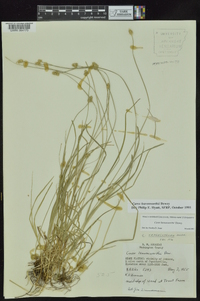 Carex leavenworthii image