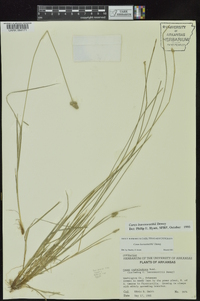 Carex leavenworthii image