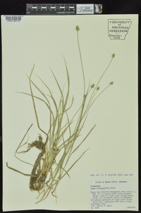 Carex leavenworthii image