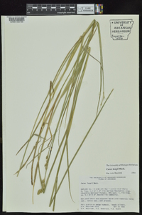 Carex longii image