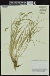 Carex longii image