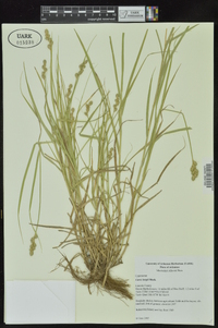 Carex longii image