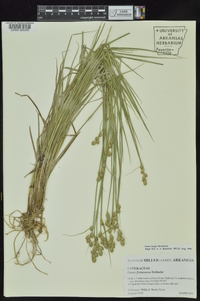 Carex longii image