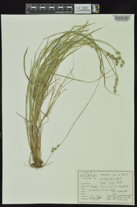 Carex longii image