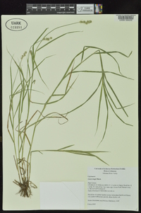 Carex longii image