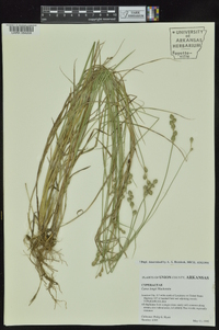 Carex longii image