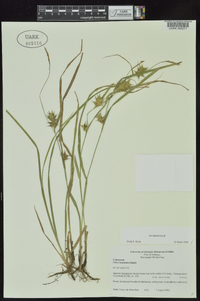 Carex louisianica image