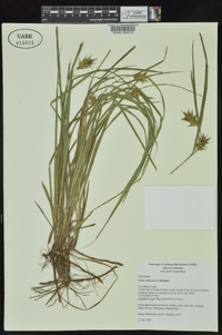 Carex louisianica image